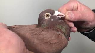 Meulemans 335