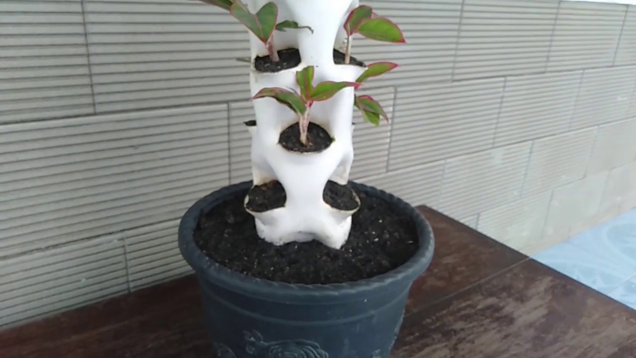 Tanaman Hias Aglaonema Tampil Cantik Menggunakan Pot Paralon Vertikultur Youtube