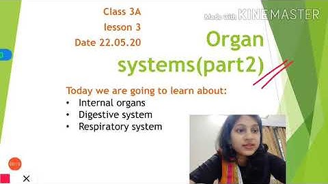 Organ systems# class3A# 22.5.20@SFS Narengi