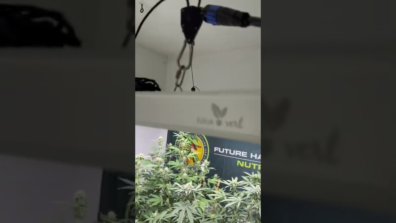 This grow is turning out the be a great one. With the right equipment in the right environment￼  ￼