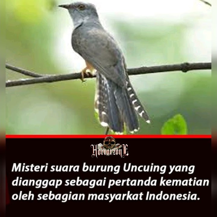 MISTERI SUARA BURUNG UNCUING YANG DI PERTANDA KEMATIAN