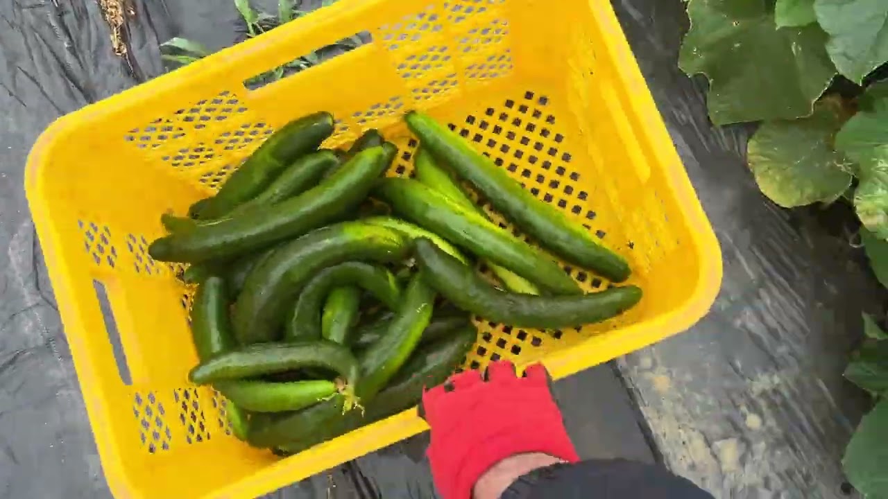 2026夏野菜きゅうり初収穫×我が農園のきゅうり栽培は地這え一択です260522