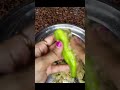 mirchi vada Sunday breakfast #mirchivada #food #howtomakewhitesaucepasta #cooking #anirudh #recipe