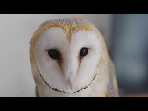 barn-owl-extreme-cuteness