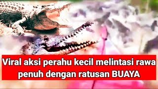 Viral aksi perahu kecil melintasi rawa penuh dengan ratusan BUAYA