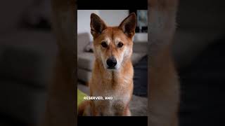 Canaan Dog — A Breed Shaped by Survival | Breed of the Day 73