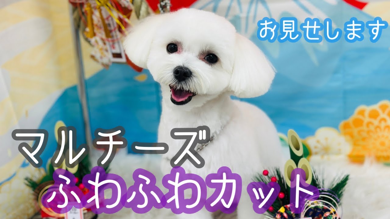 【マルチーズ】バリカンでもふわふわカット最初から最後までお見せします！