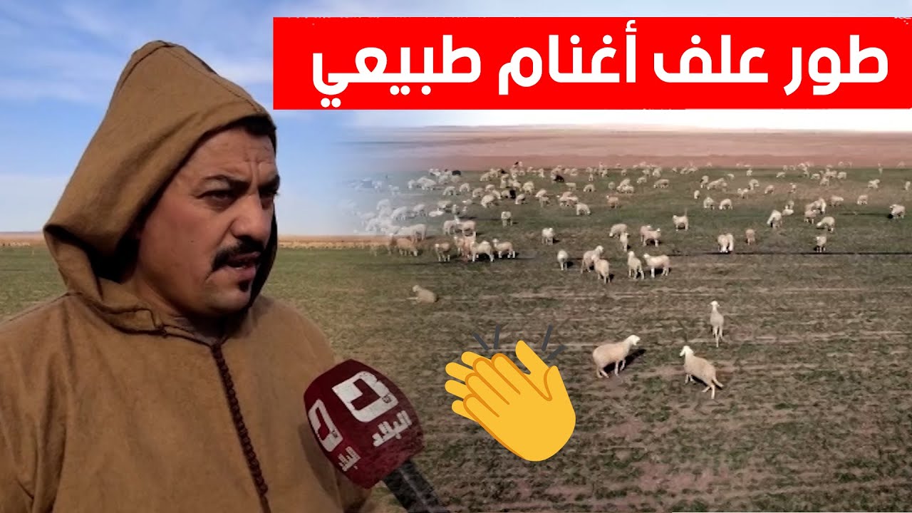 موّال من البيض يحقق نتائج مبهرة من خلال تطوير علف أغنام مستنبت طبيعيا.. شاهدوا: