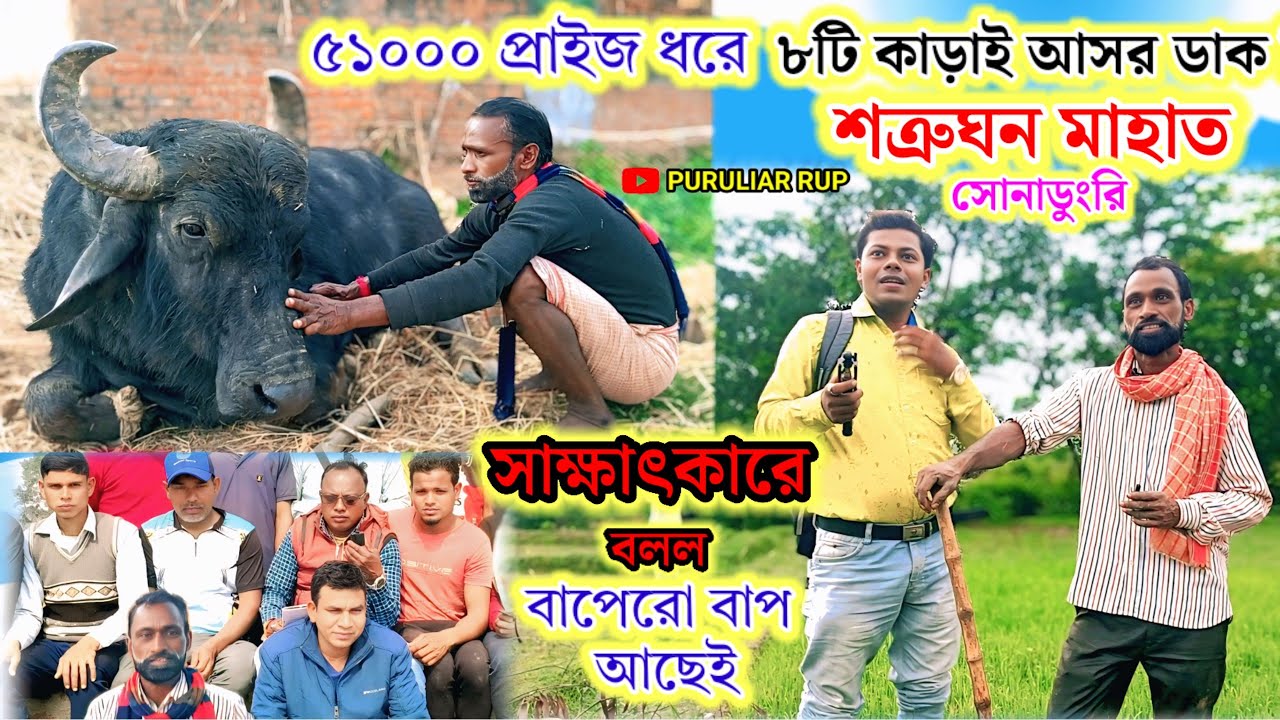 শত্রুঘন মাহাত ৫১হাজার ধরে ৮টি কাড়াই বিরাট আসর ডাক দিল,পিলি কাড়াই মাথা না দিলেও ফুল প্রাইজ।