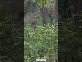 നേരെ വന്നാൽ തീർന്ന്#wildlife#eco#ytshorts#ytviral#trendingshorts#elephant#eco#animals#animalshorts