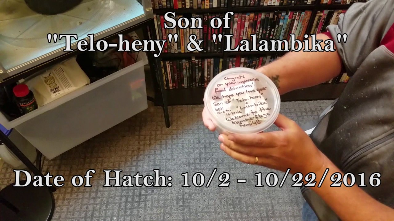 Kammerflage Ambilobe Panther Chameleon Unboxing!