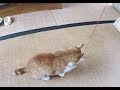 さあ、釣りをしよう【侵入した野良仔猫】～家猫修行中～