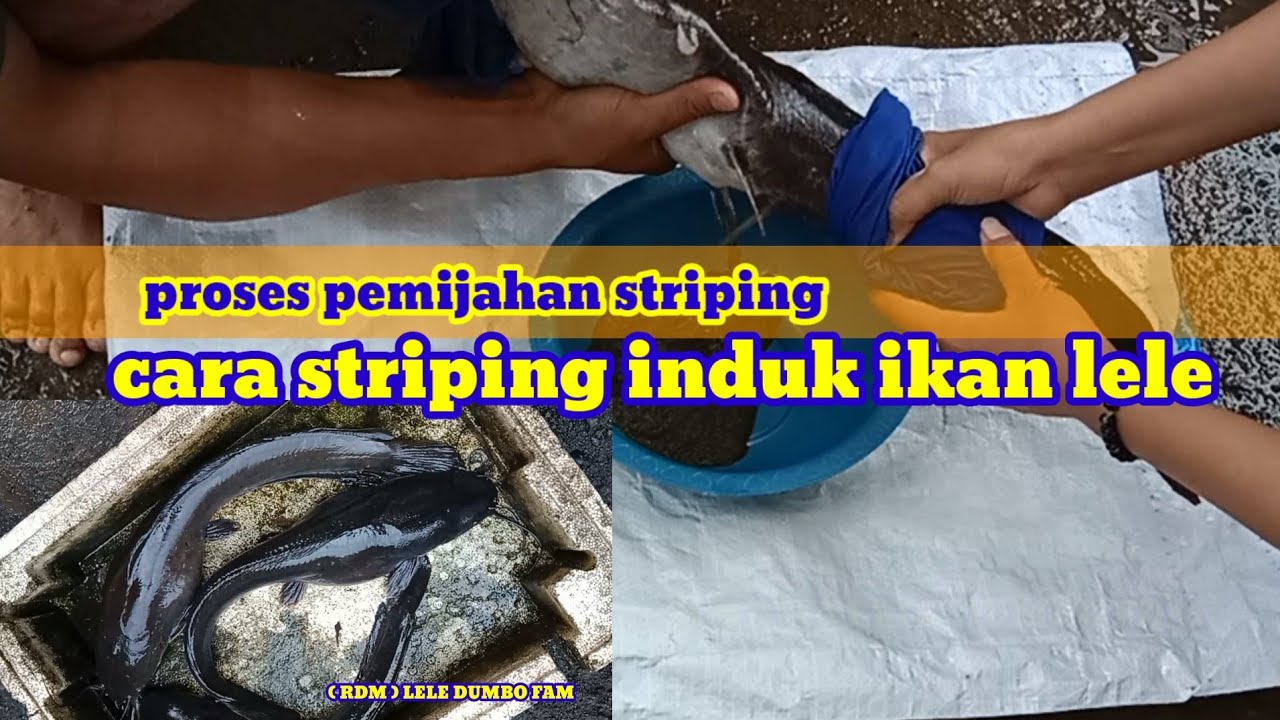 proses pemijahan striping cara pemijahan buatan induk ikan lele