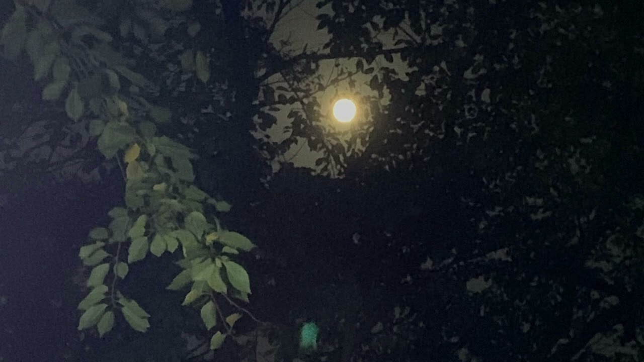 [GL ASMR/백합 롤플] 여친 품에 가두고 만지작 거리기