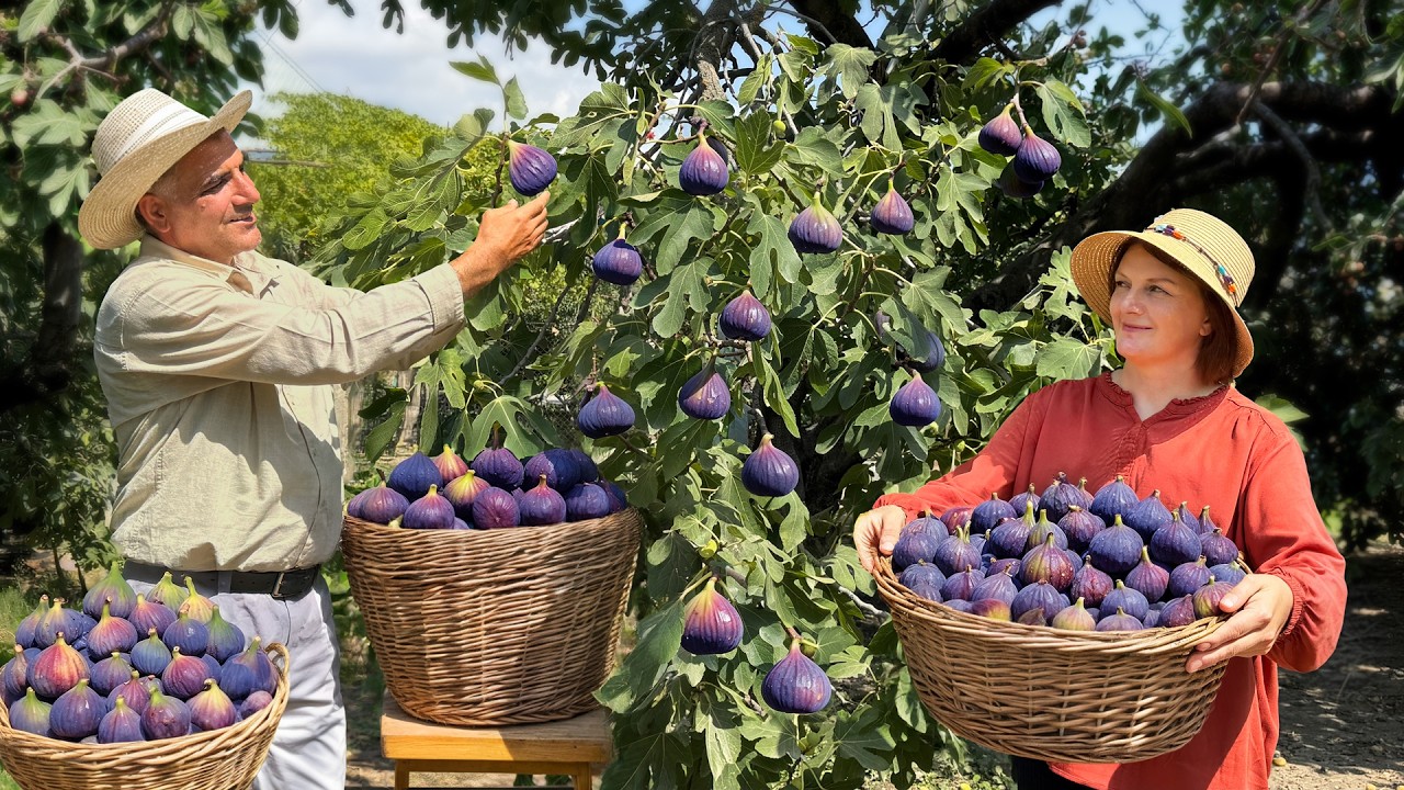 The Most Delicious Fig Pie in A Village! Harvesting and Homemade Recipes