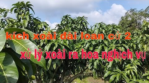 Kích xoài đài loan cử 2 | xử lý xoài ra hoa nghịch vụ