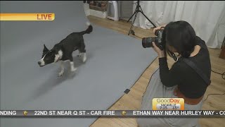 Pet Photos for All American Pet Picture Day