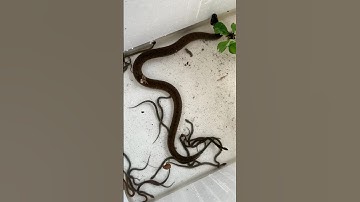 loài rắn đẻ con sẽ trông như thế nào #snake #kingsnake #dongvat #animals #biỉds #27