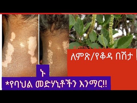 ቪዲዮ: የቆሎ ተክል ምንድን ነው - የ Dracaena የበቆሎ ተክልን ለማደግ ጠቃሚ ምክሮች