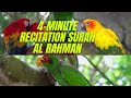 Birds And Surah Rahman Recitation Quranwithzuhair 