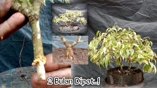 Beringin Putih!! Tidak Semudah Membuat Programan Jenis Beringin Lainnya