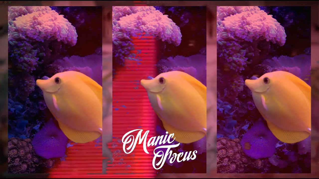 Manic Focus - Visuals for Beat 12