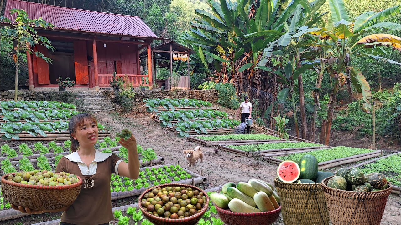 Полное видео: садоводство в горах. Сбор овощей, дынь и тыкв / Фермерша.