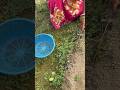 Tito Shak &amp; Chingri Mach Village Style Recipe 😋 | Traditional Bengali Cooking #shorts #villagelife