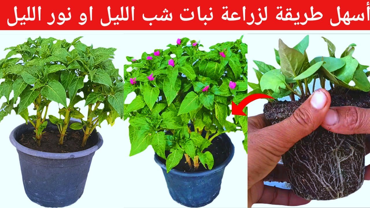 زراعة نبات شب الليل من البذور خطوه بخطوه