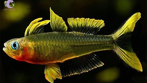 Cầu Vồng Nắng Vàng - Thuỷ Sinh Tím