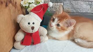 Cats Kittens Are 814 807 716 642 559 458 441 393 317 202 164 64 224 15856D