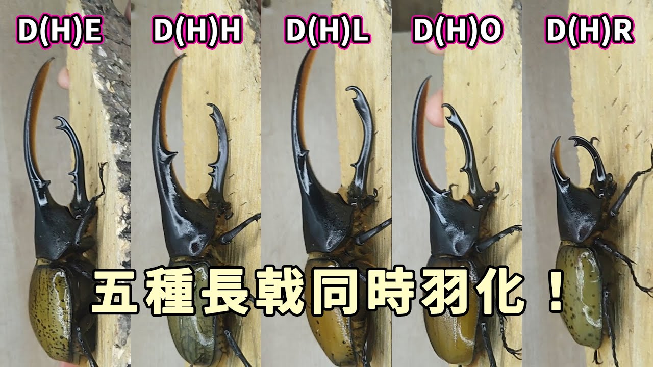 【手賤沒藥醫】五種長戟同時羽化啦！ | Five Species of Dynastes Emerging at The Same Time!