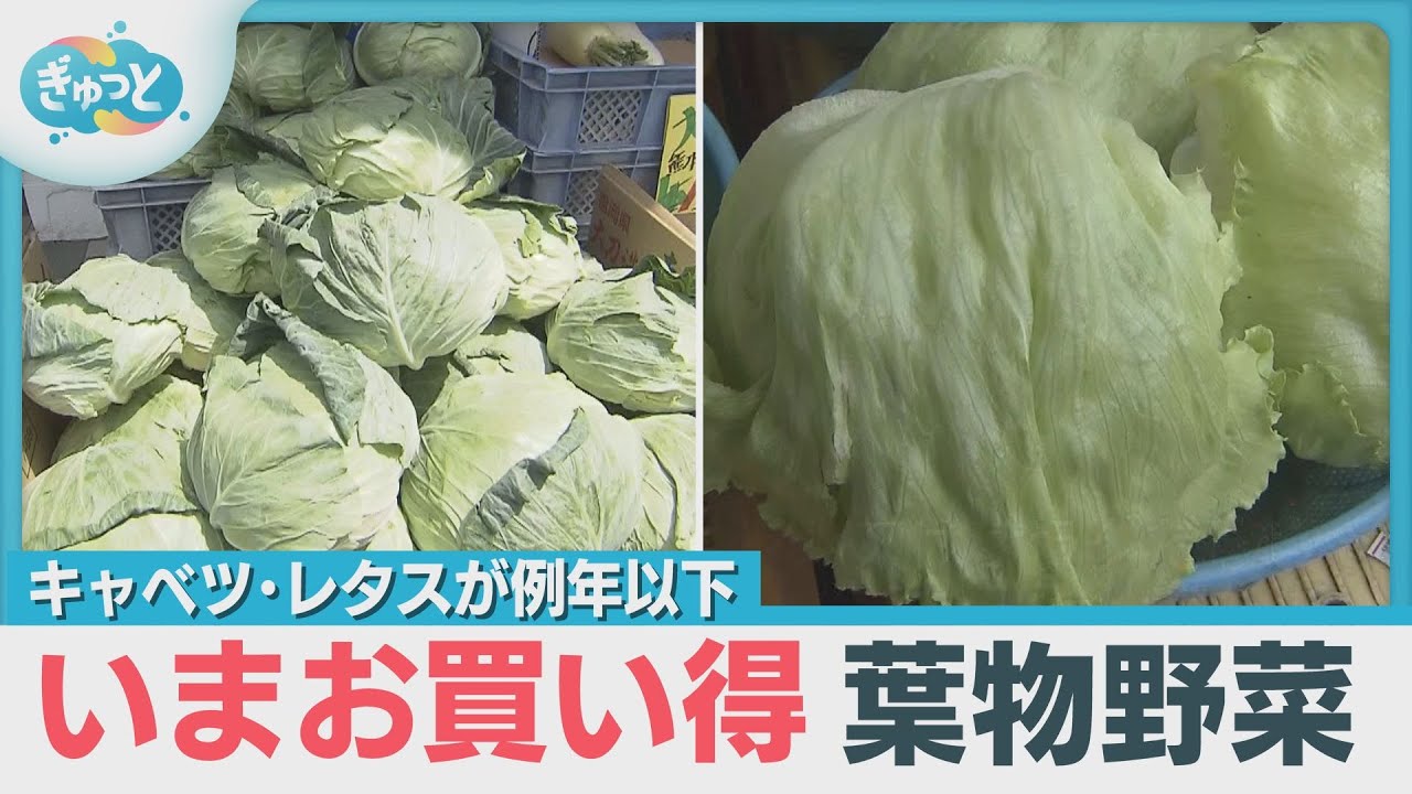 Cheap vegetables! [Gyutto] Broadcast on May 29, 2025 - YouTube