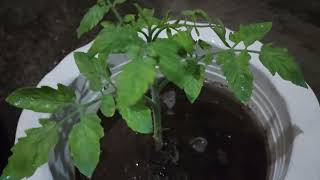 Tomato yellow leaf curl virus (TYLCV) or Tobacco mosaic virus (TMV)?
