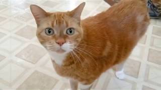 Why some cats are orange by The Cat Who Knows Words 334 views 4 years ago 1 minute, 36 seconds