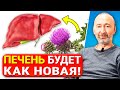 Как очистить печень от жира? 5 условий для восстановления печени и самое сильное средство на свете!