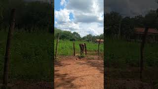 A AGAROBA ELA CAI COM FACILIDADE PQ AS RAIZ SAO RAZA