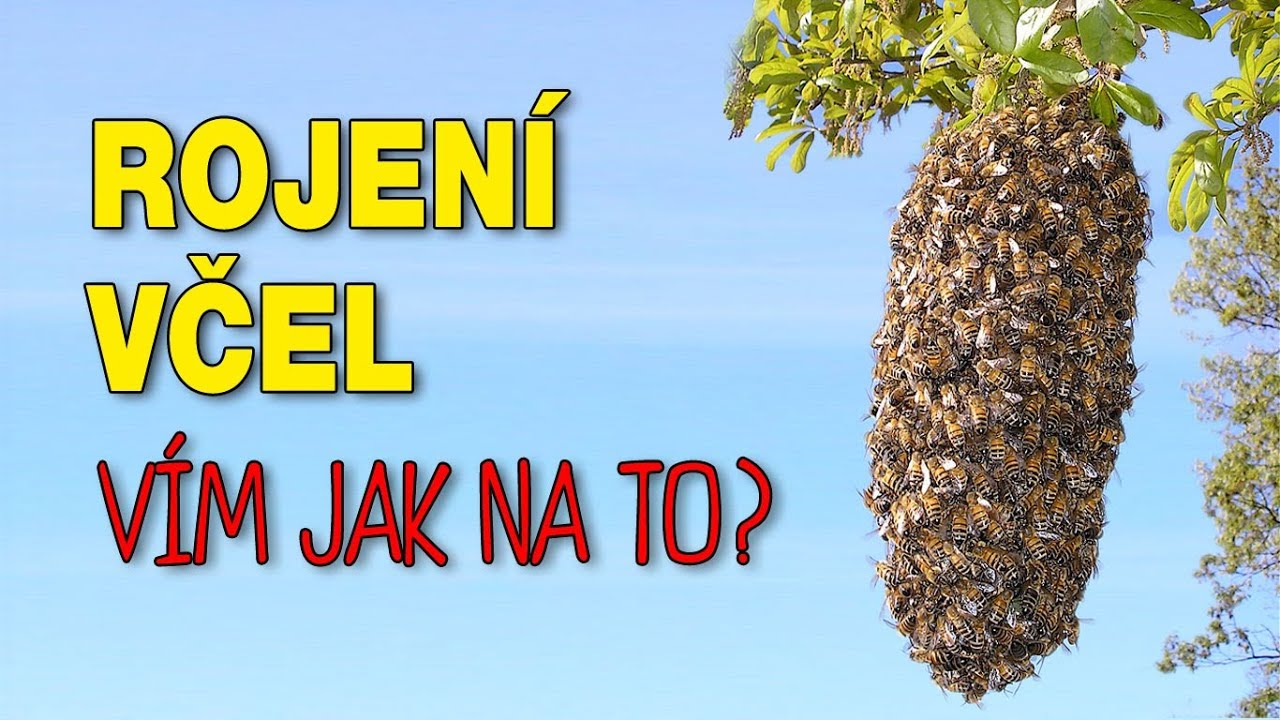 Jak zabránit rojení?