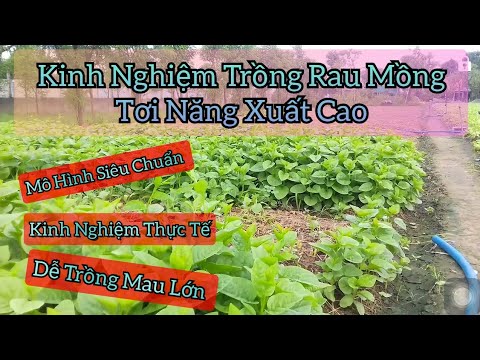 Video: Thu Hoạch Cải Bắp Malabar - Khi Nào Chọn Rau Bina Malabar Trong Vườn