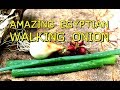 AMAZING EGYPTIAN WALKING ONION