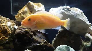 Ciclídeo Zebra Super Red Cichlid Maylandia Estherae, Konings