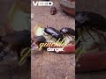Cockroach Brain Secrets Revealed #facts #new #science #reels #ai #wildlife