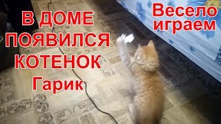 В доме появился котенок