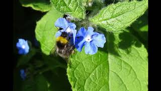 The Story of Bumblebees, Pollination and the Sounds of  Flight
