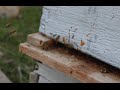 Beekeeping with Cody 2016: Bees are Back!