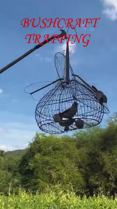 #birds  #hunting #survivalskills #fishing #bushcraft #primitive #camping #nature #animals #wildlife