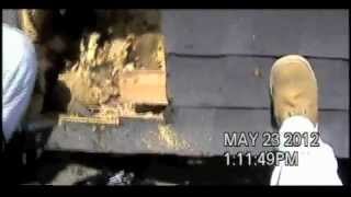 Gotcha Pest Control - Child trapped in bedroom by killer bees