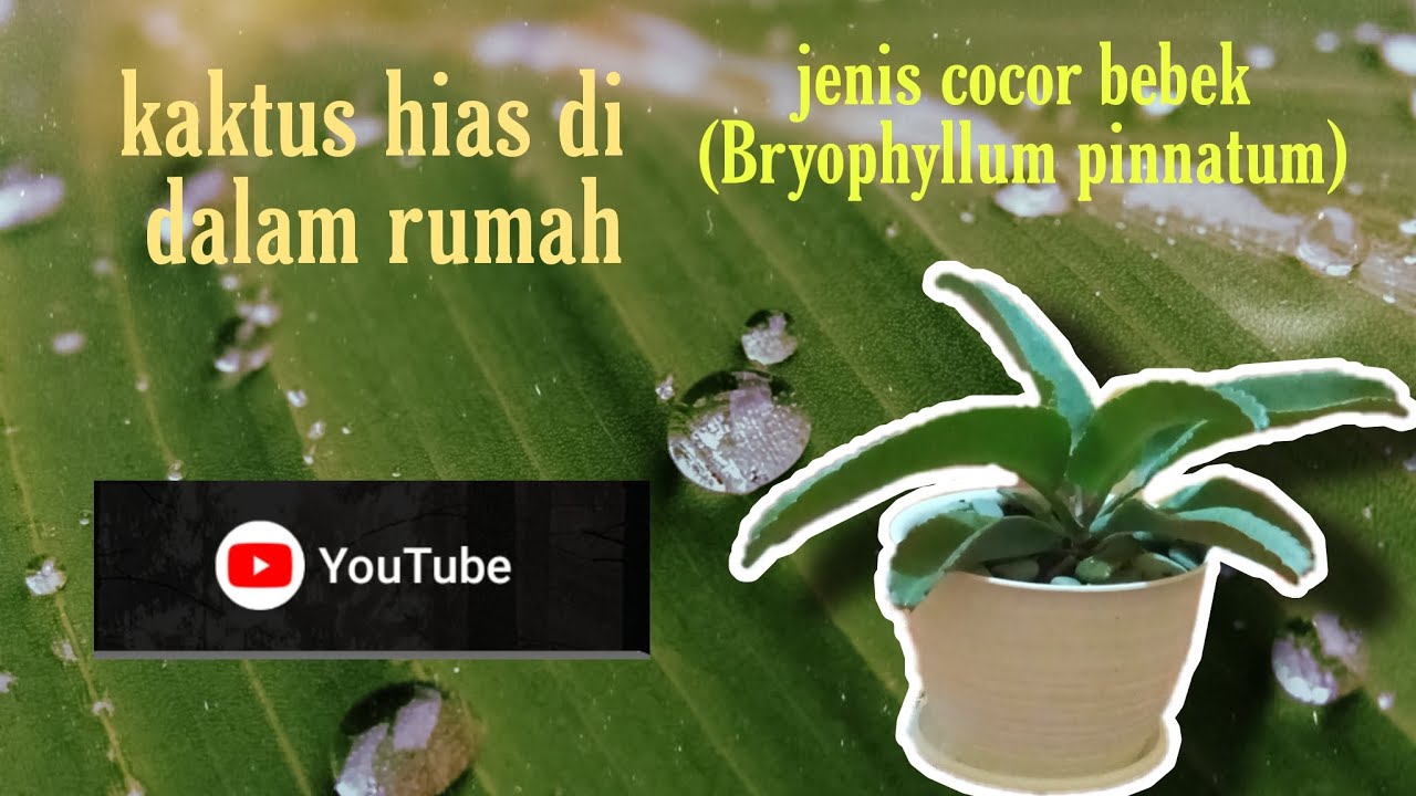 TANAMAN HIAS KAKTUS / COCOR BEBEK SUKULEN | Tanaman hias di dalam rumah