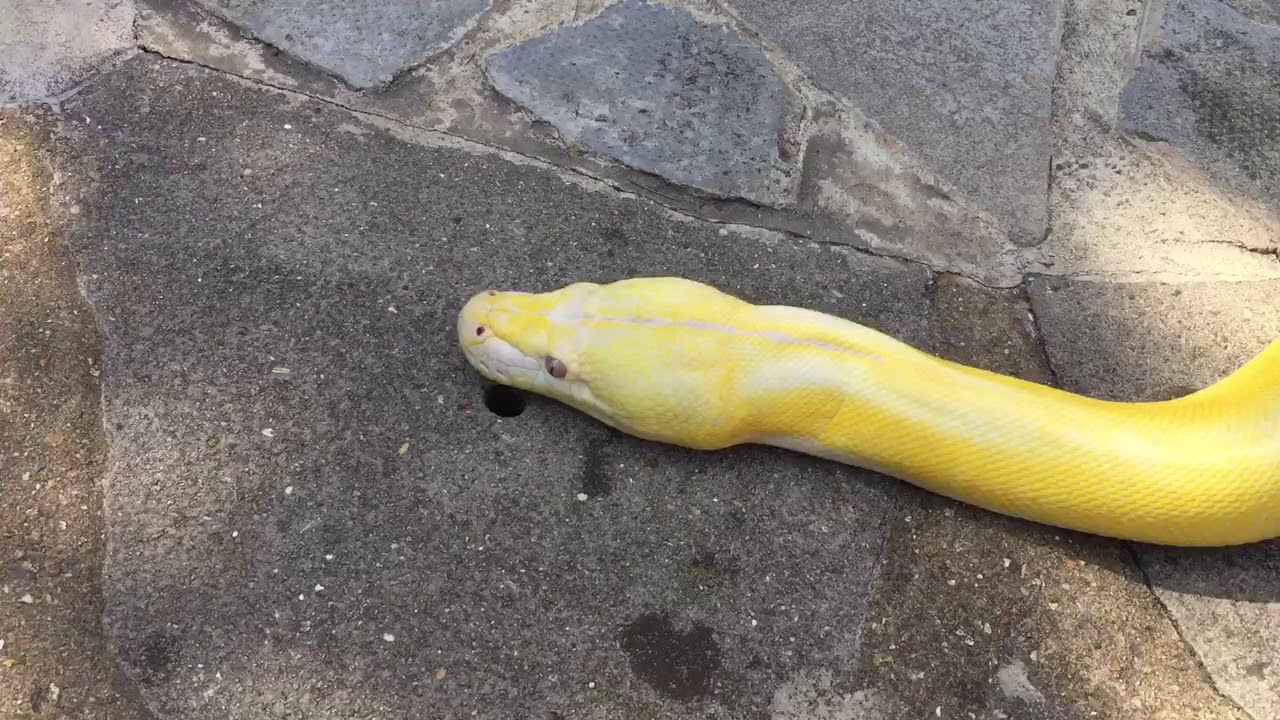 handling yourself in success and failure 13ft Reticulated Python relaxing by water feature