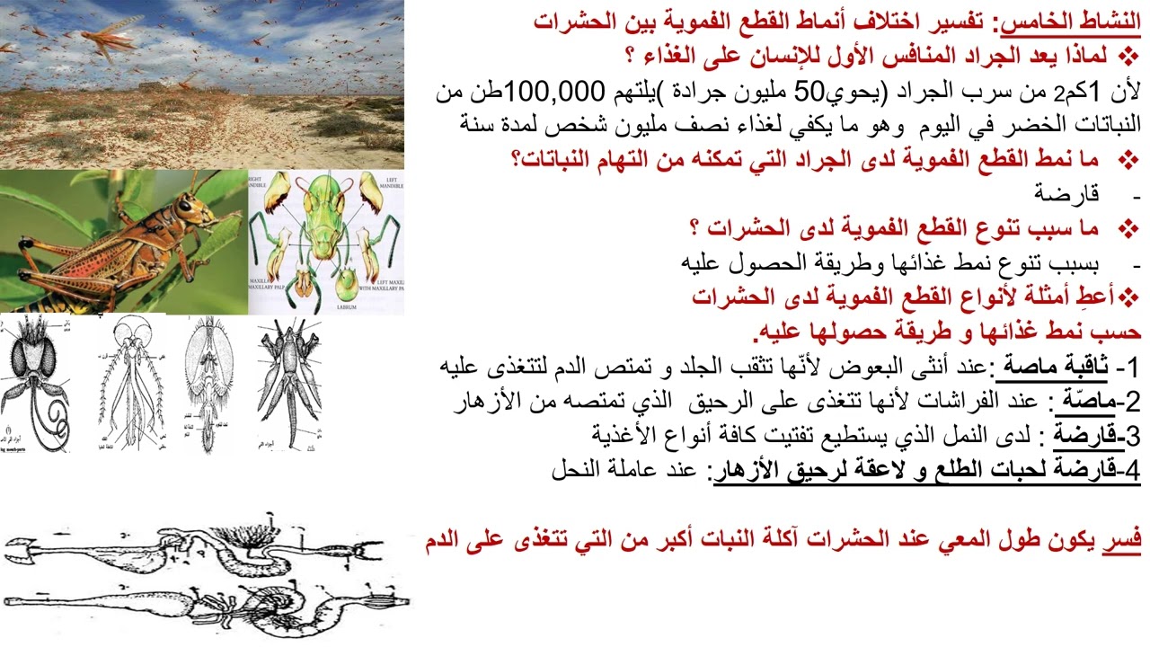 درس الإغتذاء لدى الأحياء للصف العاشر علمي souadtahan@